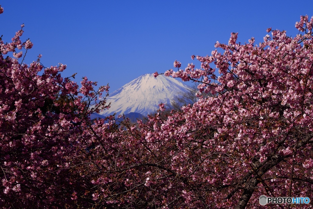 河津桜と富士山