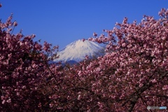 河津桜と富士山