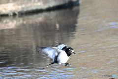 フィニッシュのポーズ