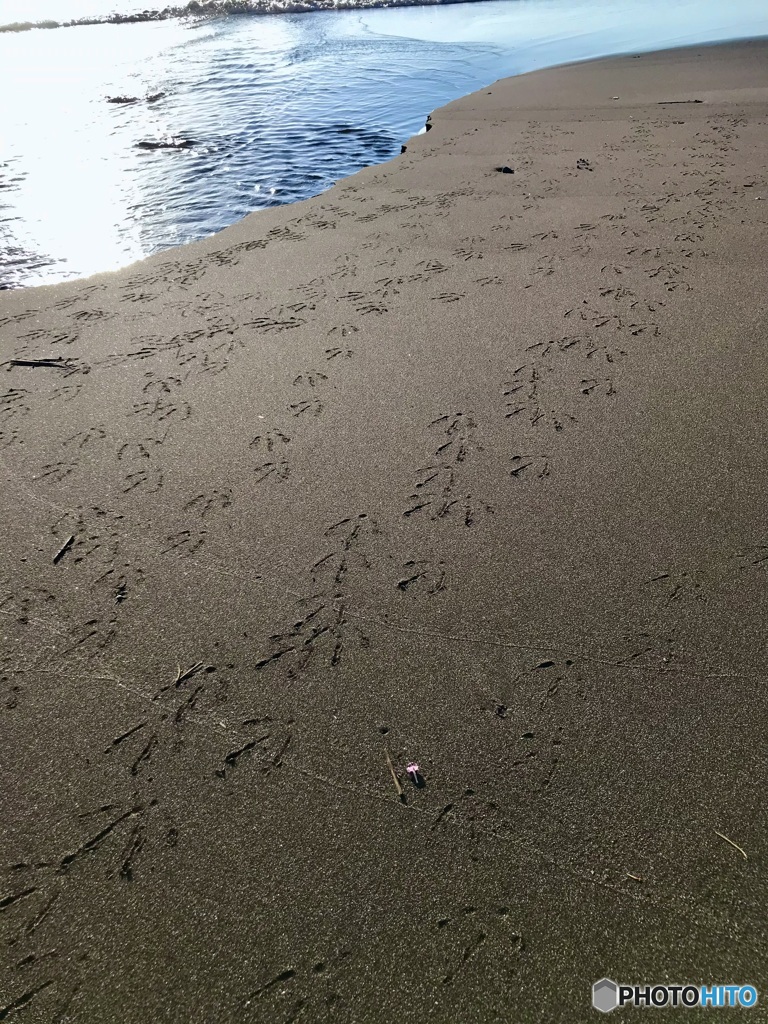 ガーコちゃんたちの足あと
