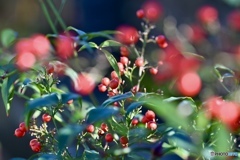 午後の光と南天と