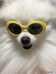 ふぁんきー ピノちゃん