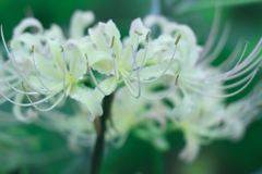 曼殊沙華
