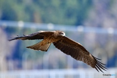 トビってキャラ薄めですか？？