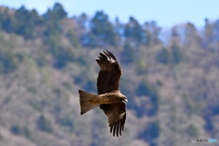 この子が練習に付き合ってくれました♬