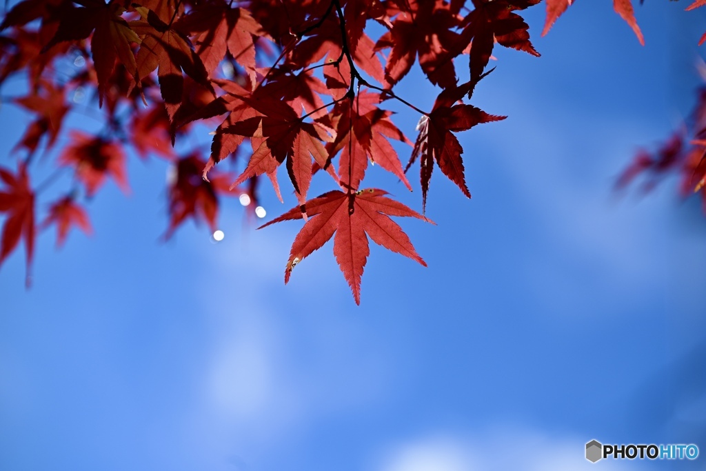 紅葉と青空