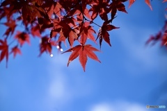 紅葉と青空
