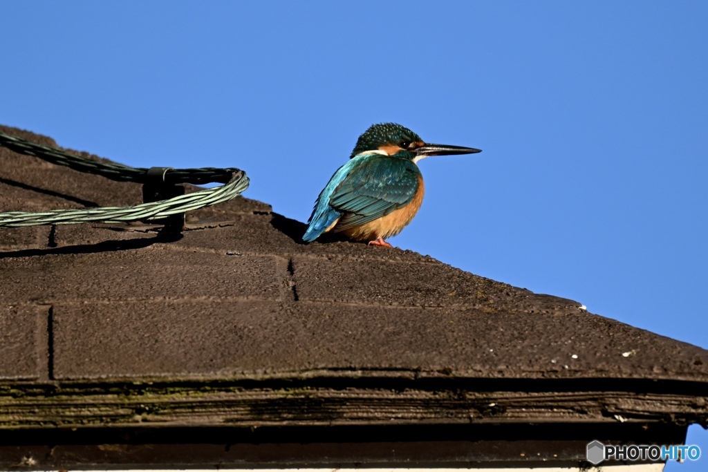 やっと会えました