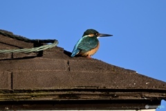 やっと会えました