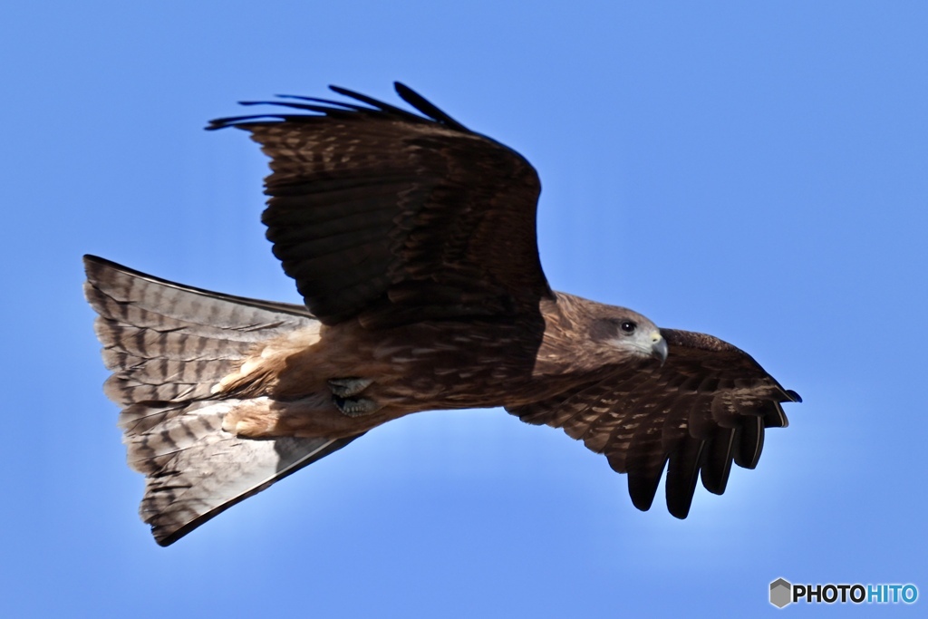 トンビ大好き！！(一番はフクロウですけど...)