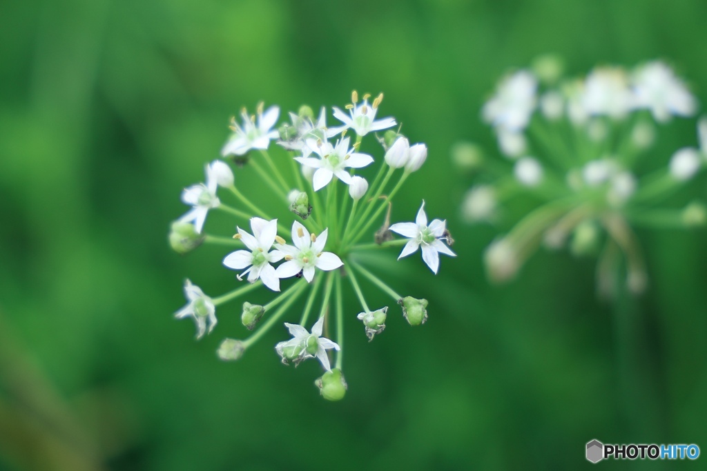 ニラの花
