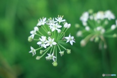 ニラの花