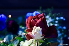 江ノ島　薔薇のアンサンブル♬