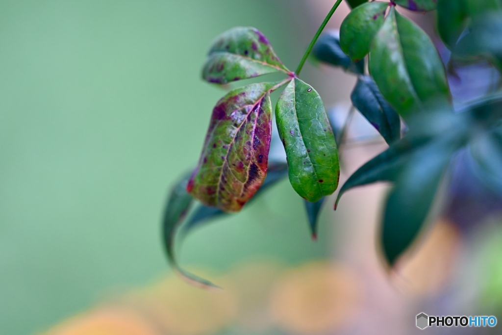 Palletは色豊富　南天の葉