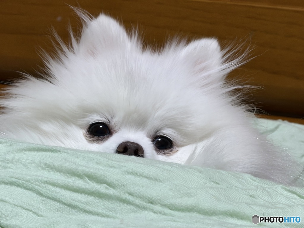 じぃ〜...ケンタッキーの匂いがちまちゅね