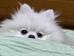 じぃ〜...ケンタッキーの匂いがちまちゅね