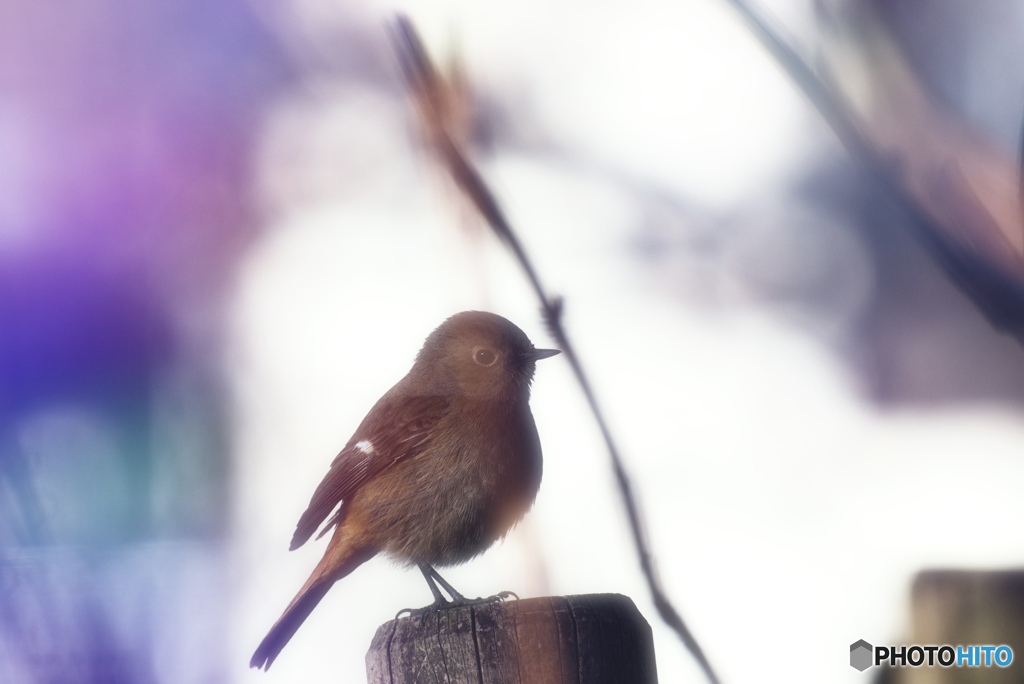 光の中のジョビ(私がやりたかったのはコレです)