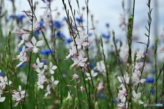 ガウラのお花畑
