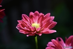 わたしのダリア