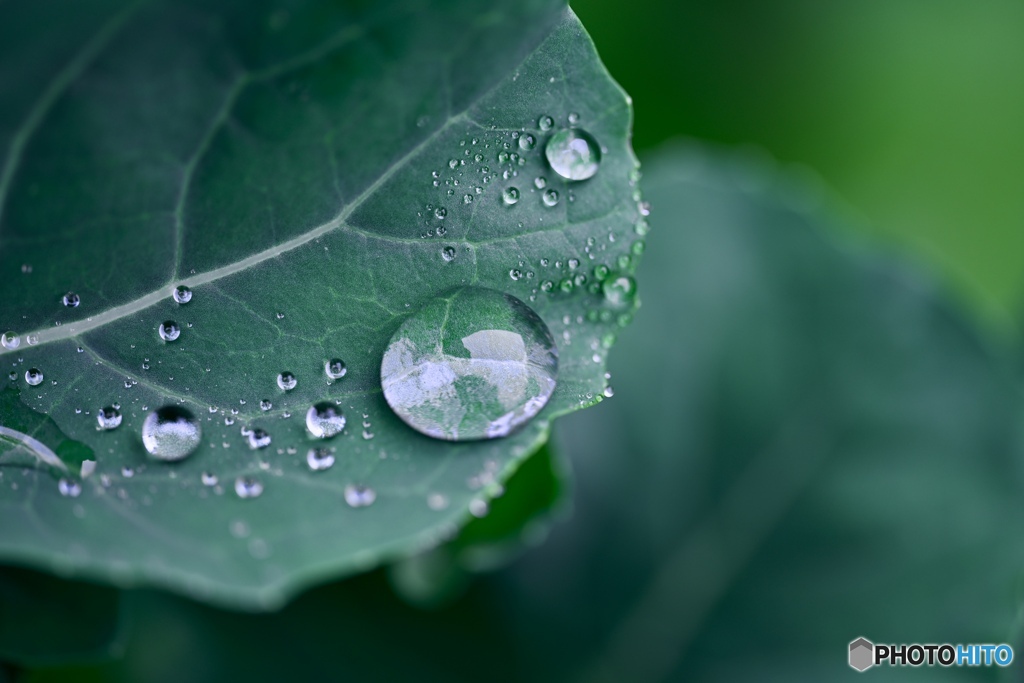 スティックセニョールに雨のレンズ