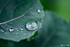 スティックセニョールに雨のレンズ