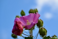 晴天のSunday   芙蓉