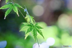大磯城山公園にて
