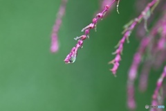秋雨とコキア 秋雨とコキア