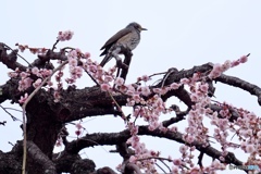 梅東風と風見鶏