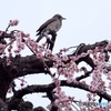 梅東風と風見鶏