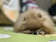 ちっぷ、すやすやぁ〜★