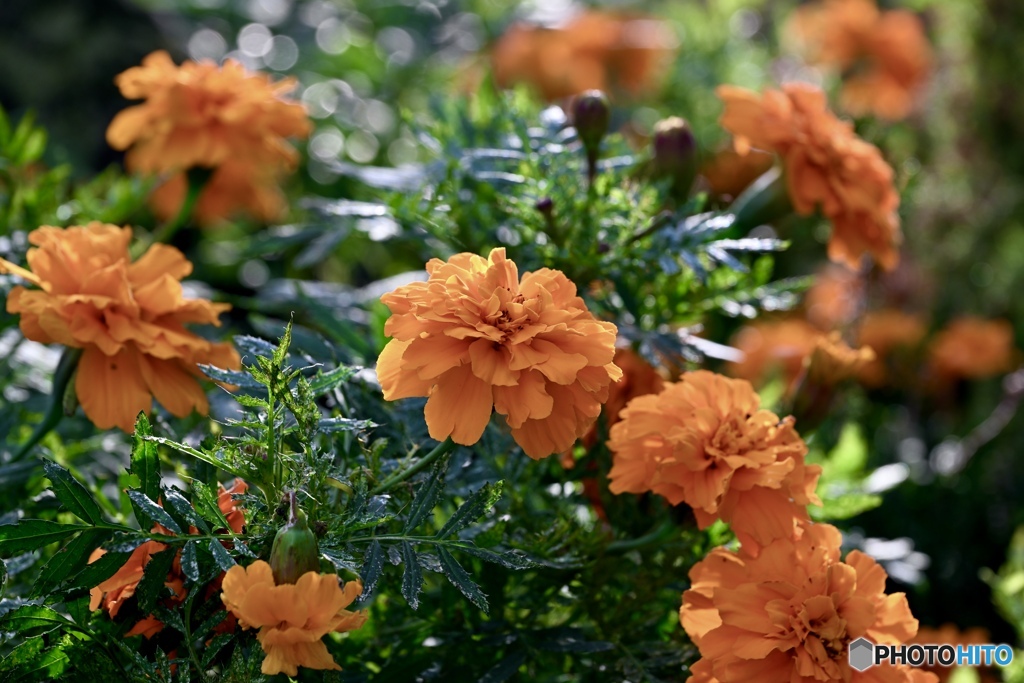 乱れ咲き マリーゴールド