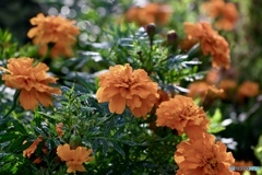 マリーゴールド　乱れ咲