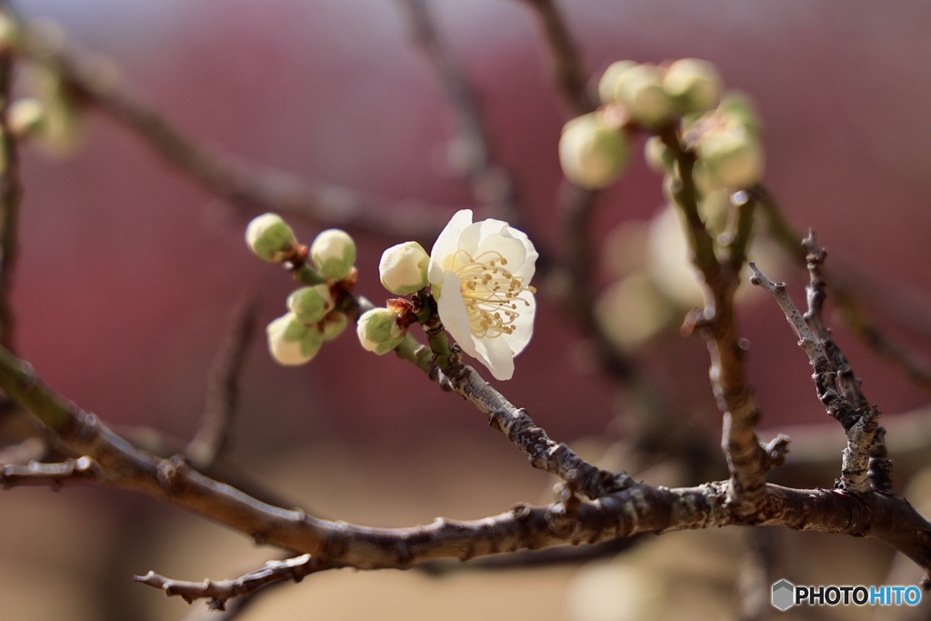 ひと花