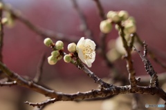 ひと花