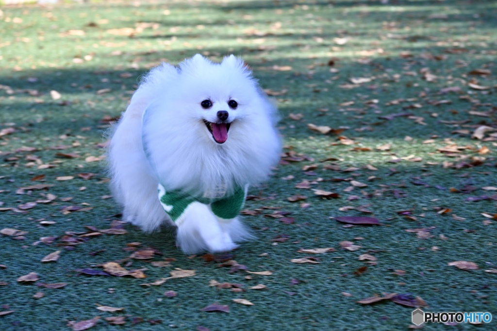 ドッグランでニコニコ♬