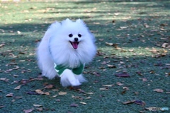 ドッグランでニコニコ♬