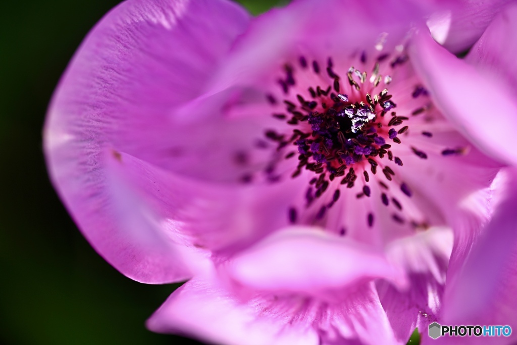 薄いピンク色のアネモネ