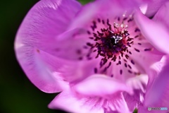 薄いピンク色のアネモネ