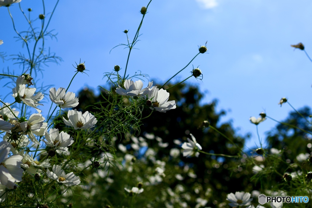 蕾は花より高く