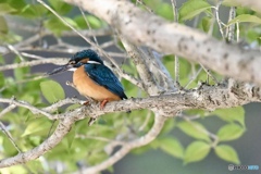 あれれぇー、またいたよぉ