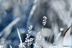 白い花　凍った水辺