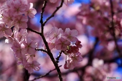 河津桜と青空