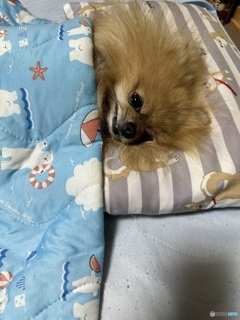 赤ずきんちゃんを待つオオカミ