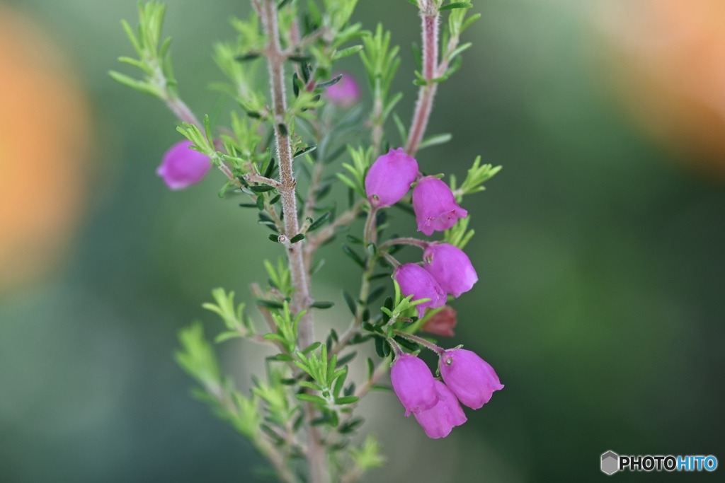ちっぴのガーデンの女王