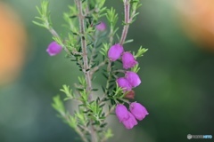 ちっぴのガーデンの女王