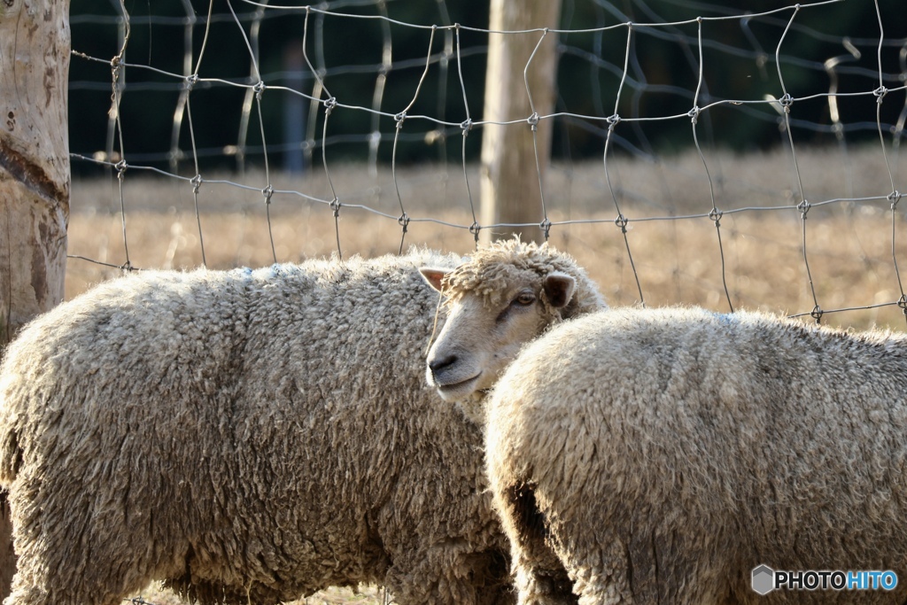 寒い朝も元気！ウールが効いてます♬
