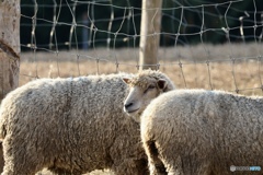 寒い朝も元気！ウールが効いてます♬