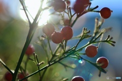 熟してきた南天の実