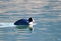 光が溶け込む緑色の水辺